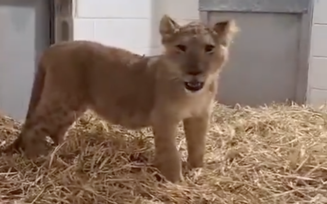 A lion cub recovered from the yard of a home in the West Bank Palestinian town of Abu Dis, July 26, 2025. (Israel Nature and Parks Authority)